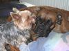 Boxer Hund