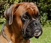 Boxer Foto: Luchiano de Chateau ´d Auriche (ID 9284) Boxer Hund