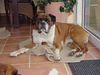 Boxer Hund