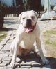 Boxer Hund