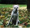 Boxer Hund