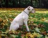 Boxer Hund