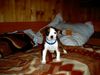 Boxer Hund