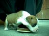 Boxer Hund