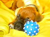 Boxer Foto: Nassaya 9 Wochen (ID 36759) Boxer Hund