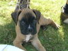 Boxer Hund