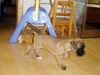 Boxer Hund