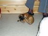 Boxer Hund