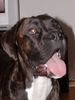 Boxer Foto: Emo the dog (ID 17649) Boxer Hund