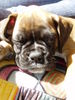 Boxer Hund