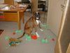 Boxer Foto: Chiumbo v. Dolce Vita (ID 34330) Boxer Hund