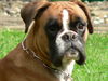 Boxer Foto: Roxanne-3 Jahre (ID 37818) Boxer Hund