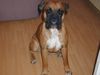 Boxer Foto: Hugo in da Club (ID 8132) Boxer Hund