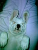 Boxer Hund