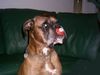 Boxer Foto: Rocky (ID 28906) Boxer Hund