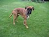 Boxer Hund