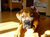 Boxer Foto: Nassaya mit 15 Wochen (ID 37405) Boxer Hund