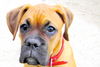 Boxer Foto: Nassaya mit 5 Monate (ID 40003) Boxer Hund