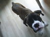 Boxer Hund
