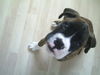 Boxer Hund