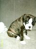 Boxer Foto: Tyson 7 Wochen alt (ID 28185) Boxer Hund