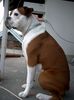 Boxer Hund