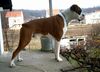 Boxer Hund
