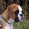 Boxer Foto: Okapi vom Eulenhorst (ID 36208) Boxer Hund