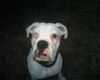 Boxer Hund