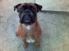 Boxer Hund