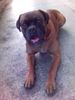 Boxer Hund