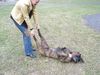 Boxer Foto: Mmm ist das schön (ID 8122) Boxer Hund