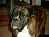 Boxer Hund