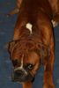Boxer Hund