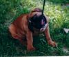 Boxer Hund