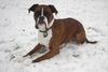 Boxer Hund
