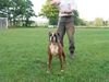 Boxer Hund