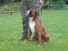 Boxer Hund