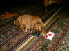 Boxer Foto: So winzig war er am ersten Tag (ID 39970) Boxer Hund