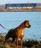Boxer Hund