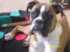 Boxer Hund