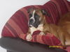 Boxer Hund