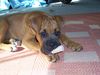 Boxer Hund