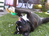 Boxer Foto (ID 36129) Boxer Hund