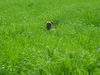 Boxer Foto: Ferris (Fips) vom Oberbeckser Forst (ID 35847) Boxer Hund