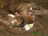 Boxer Foto: Amira und Jeanny (ID 34320) Boxer Hund