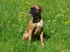 Boxer Foto: Sheila (ID 32152) Boxer Hund