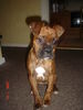 Boxer Foto: der Kleine Süsse (ID 28715) Boxer Hund
