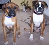 Boxer Hund