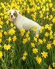 Boxer Foto: der kleine weisse (ID 37663) Boxer Hund